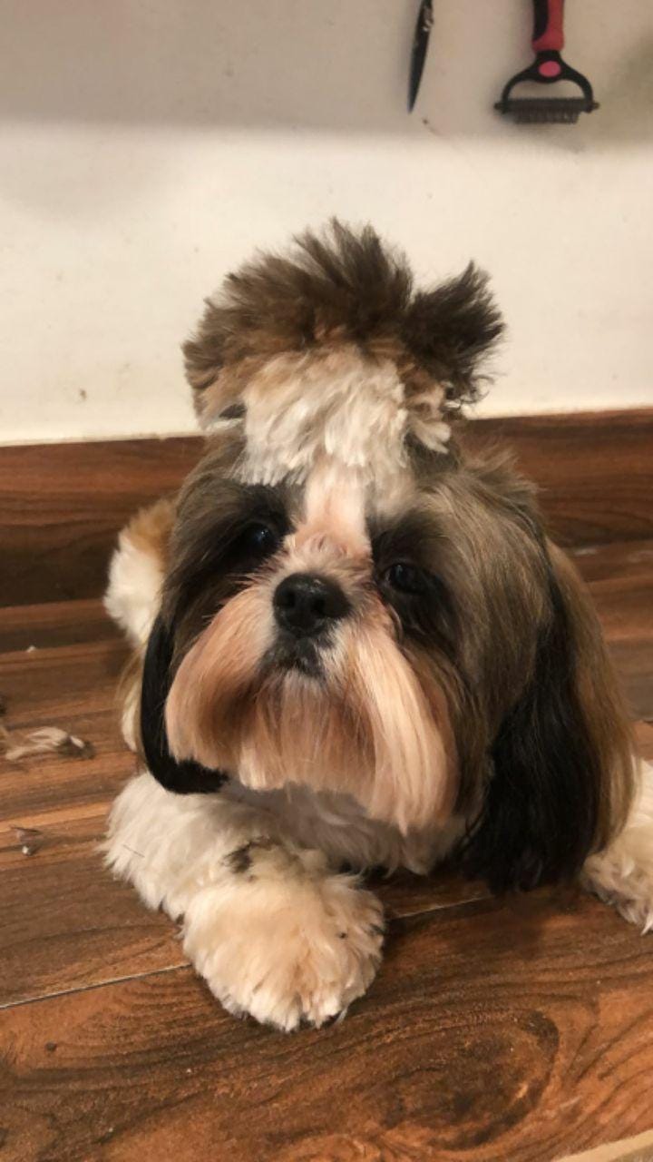 Best Pets Grooming Service Petcarencure Medium