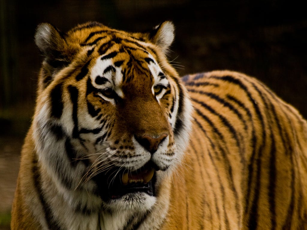I Grew Up With a Tiger Parent and All I Got Was This Lousy Psychological Trauma