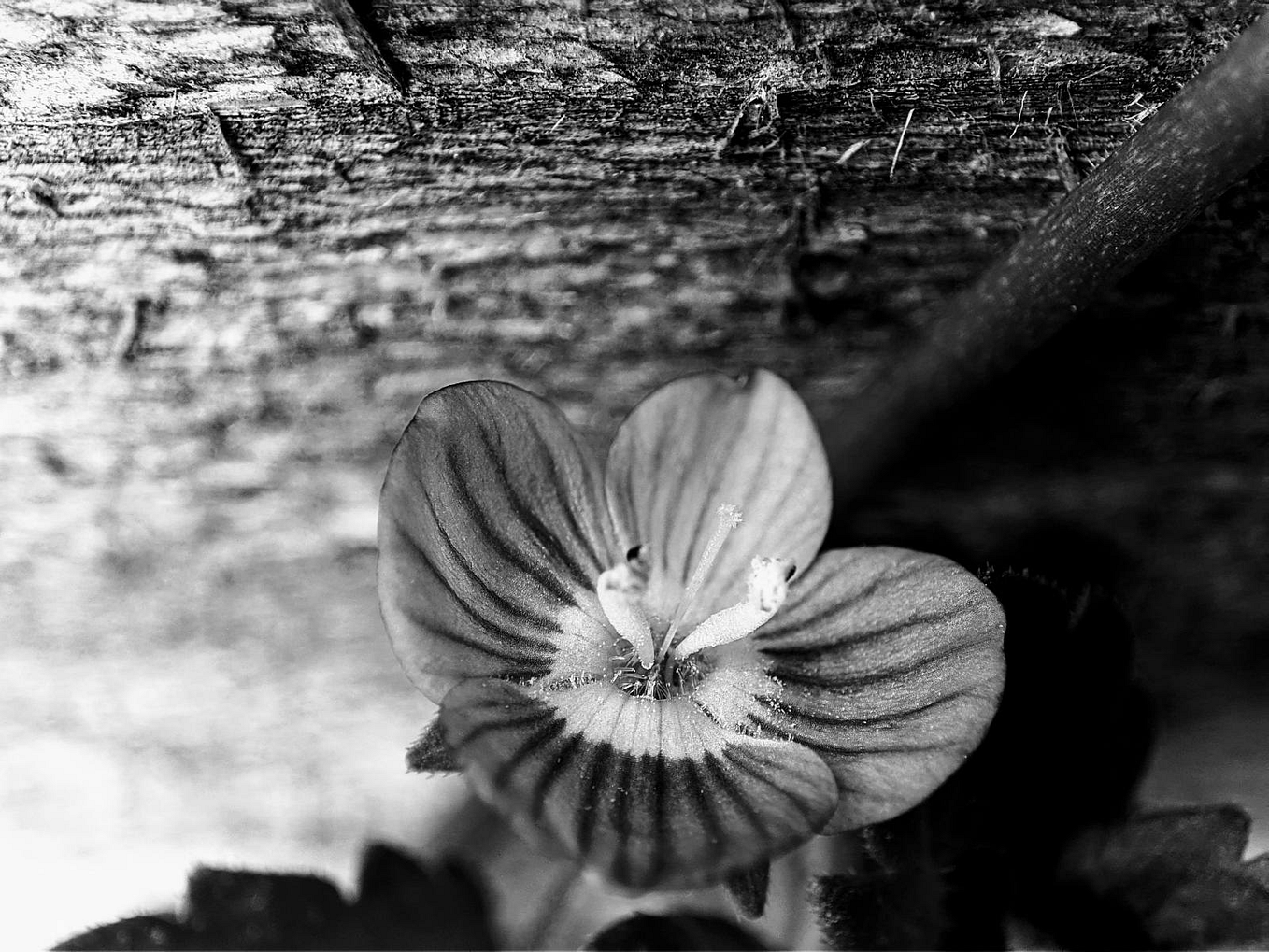 There Was Something In The Water. Free verse by Iva Hotko