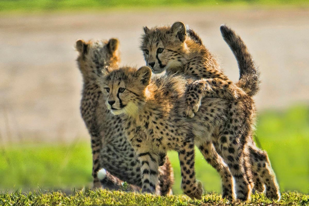 Three Cheetah Cubs Died During Indiaโs Current Heatwave