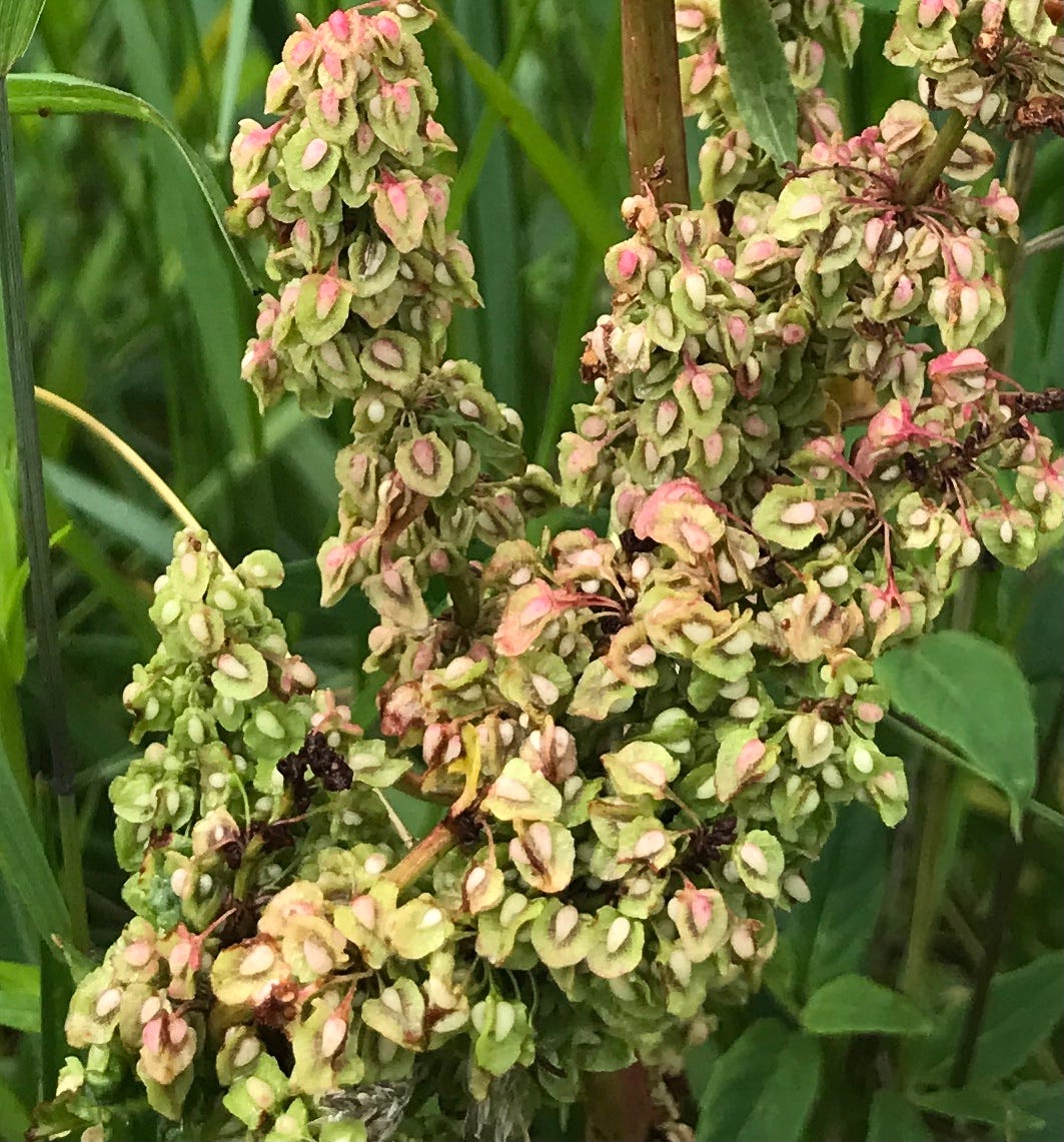 Making Pigment from Invasive Species Garlic Mustard by Mayuko Fujino