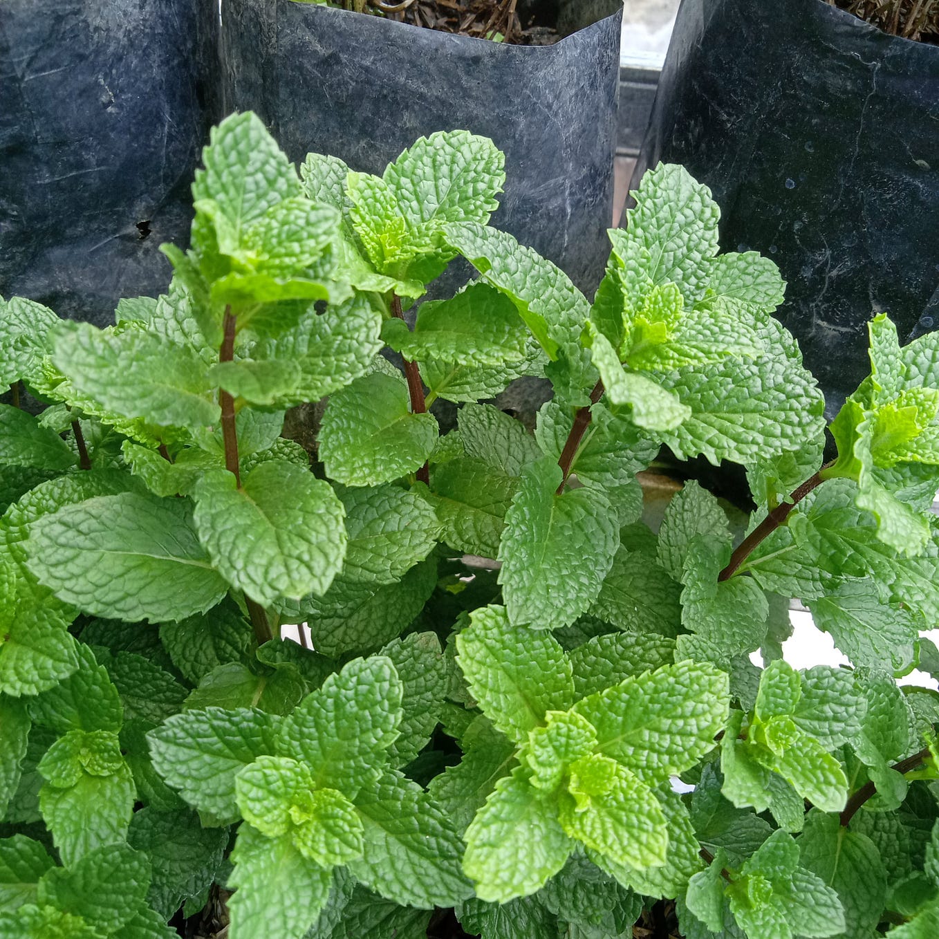 mint-segarr-supplier-daunmintmalang-medium