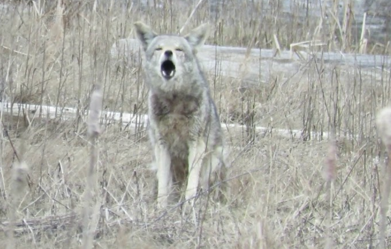 Do Coyotes Bark Like Dogs