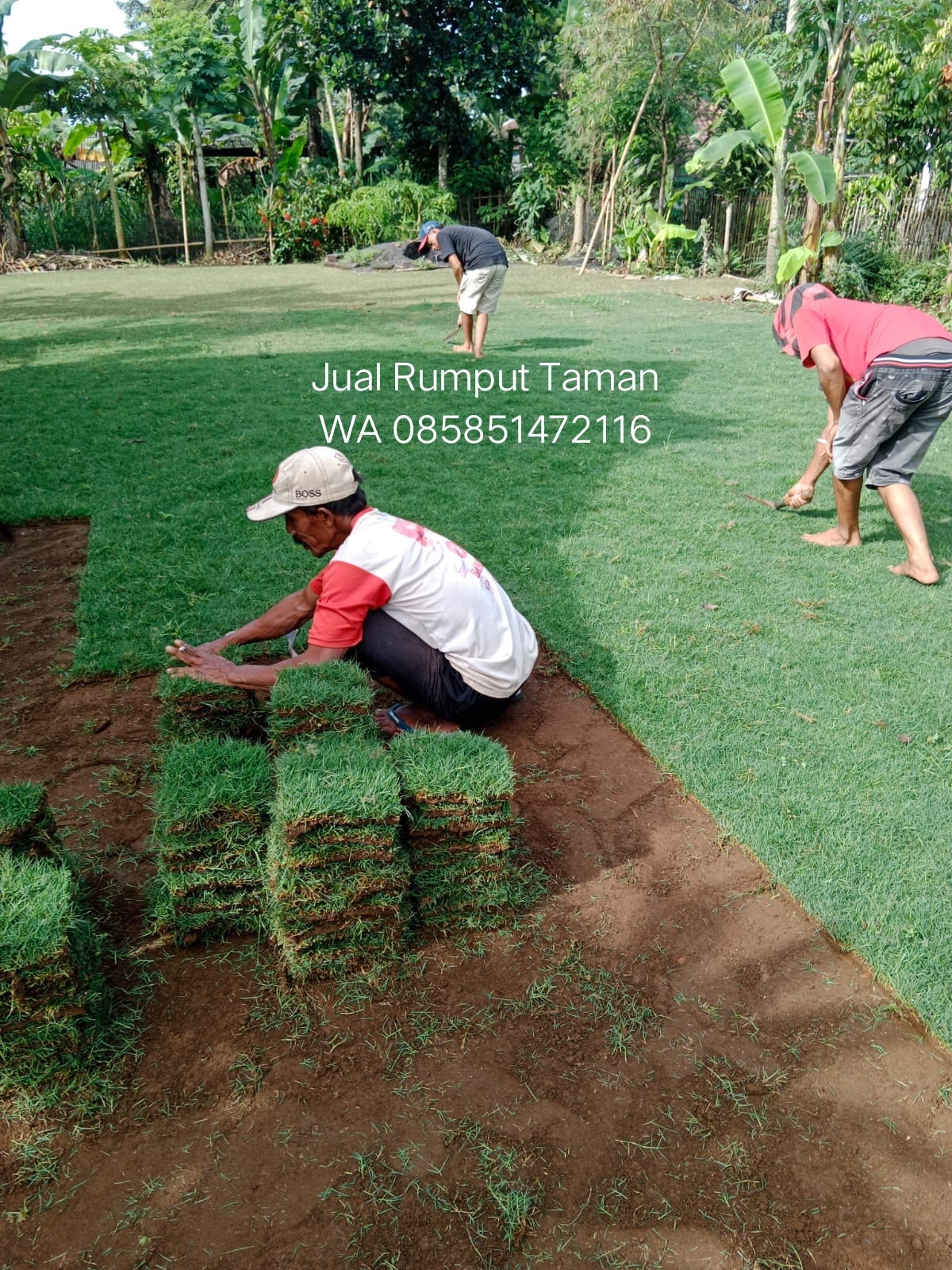 harga-rumput-jepang-per-meter-situbondo-by-rumputtaman-medium