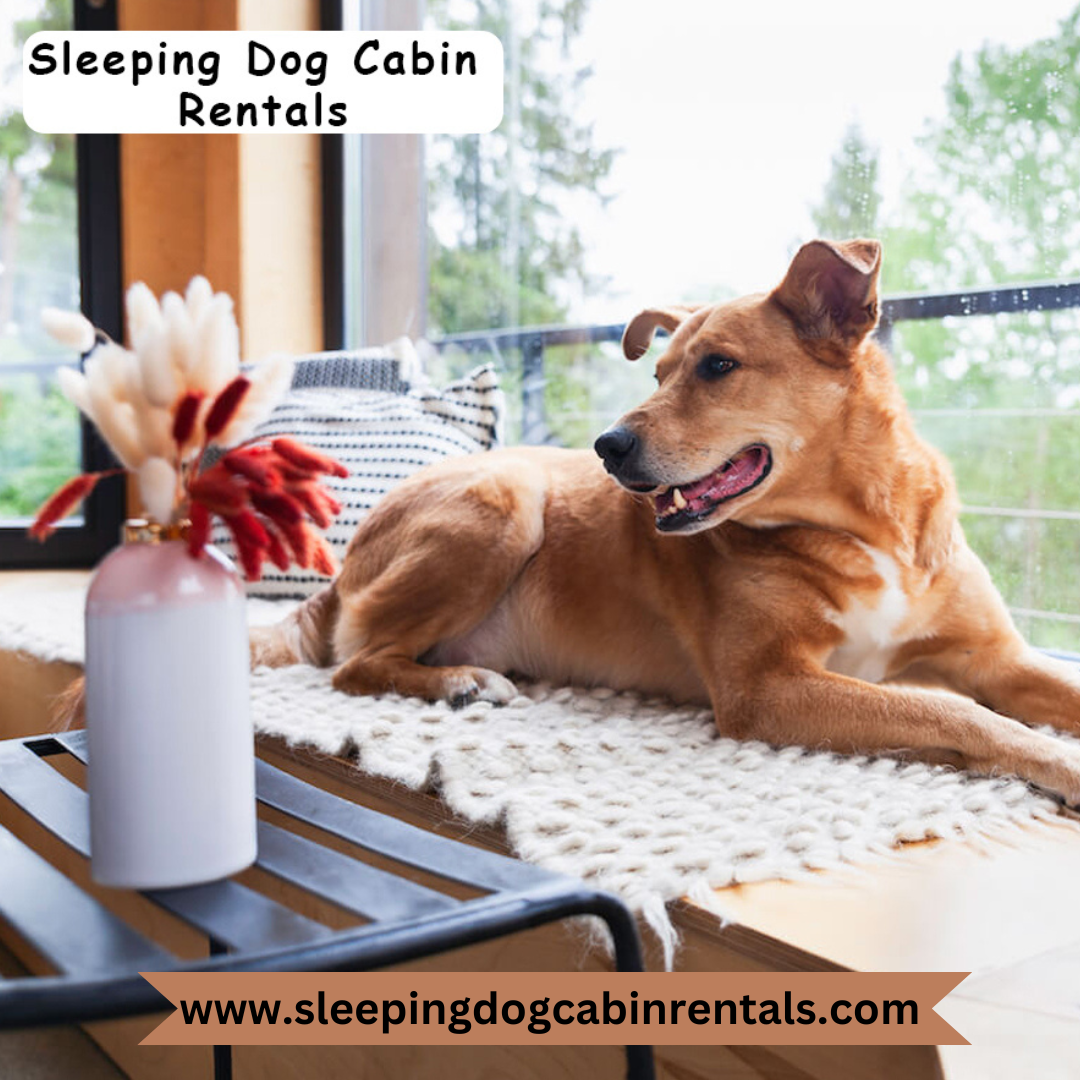 PetFriendly Getaway Cabins for You and Your Furry Friends in North