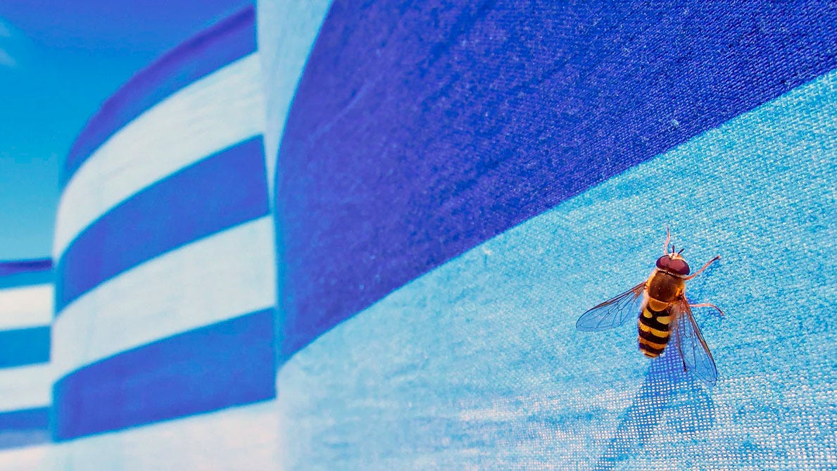 What to Do If Your Neighbor Has Bed Bugs? by Inga Cryton Pest Wiki