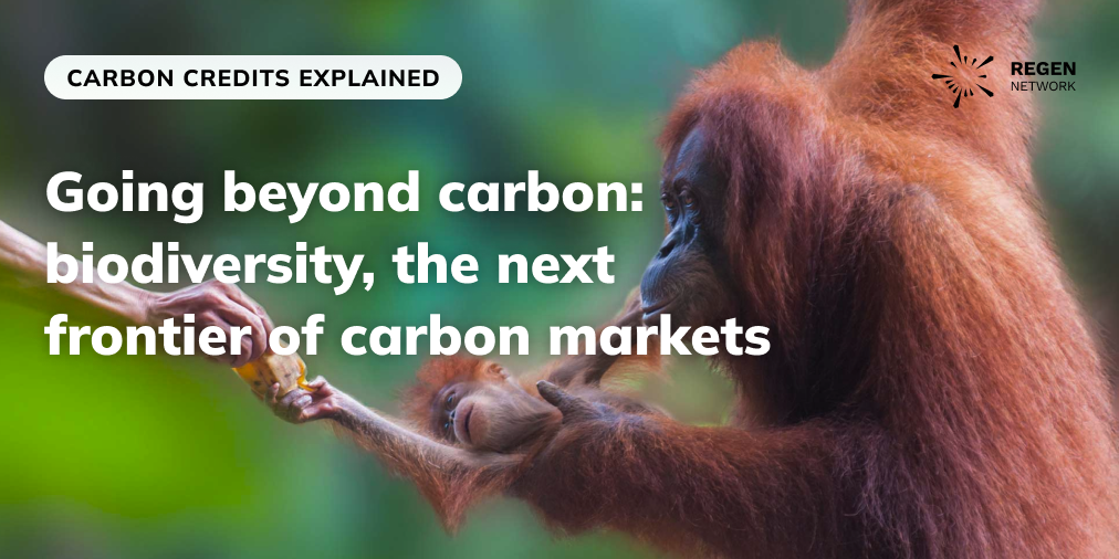 Going beyond carbon with biodiversity, the next frontier of carbon markets
