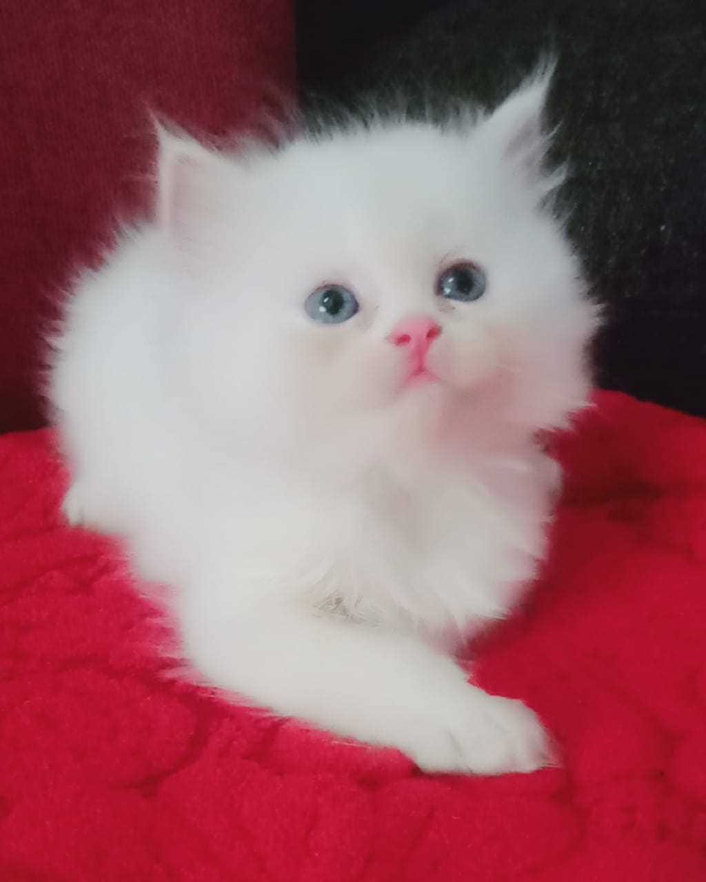 Persian Cat price Hyderabad - mrnmrspet - Medium