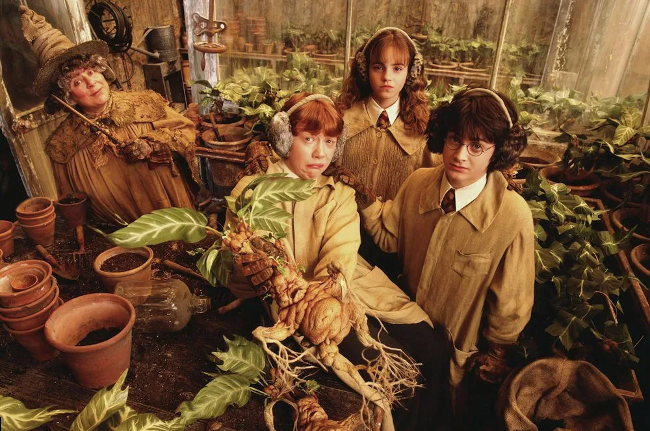 A Plant Lover’s Guide to Harry Potter Herbology | by Abby Kolcun | Medium