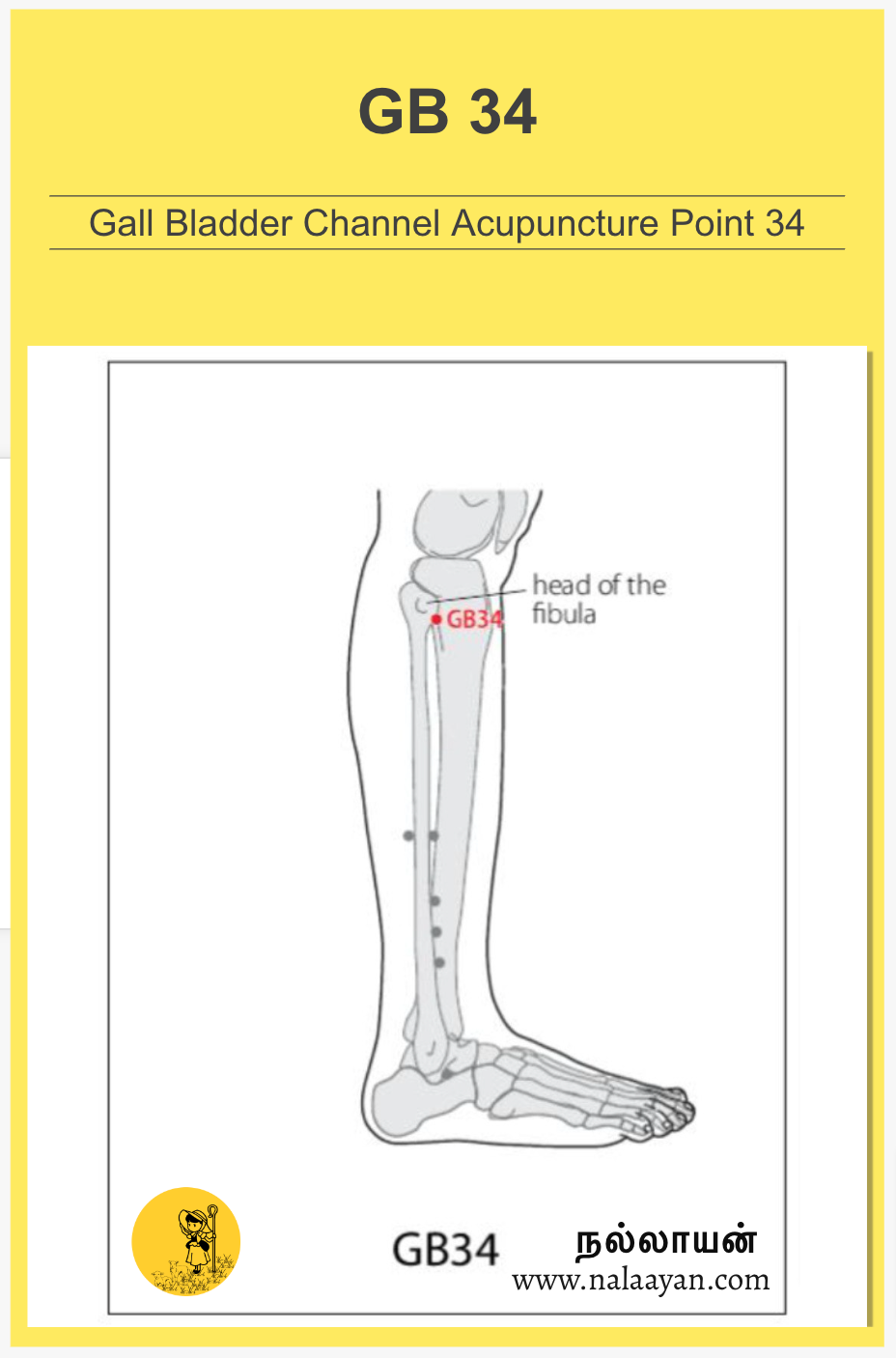 ST 20 Acupuncture Point - The Good Shepherd - Medium