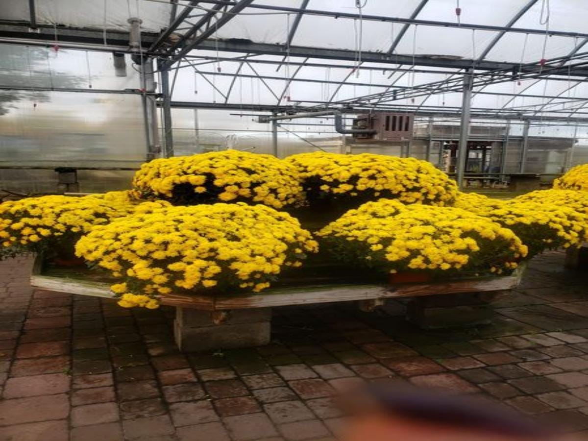 Season To Plant Trees Macedon NY Wayside Garden Center Wayside