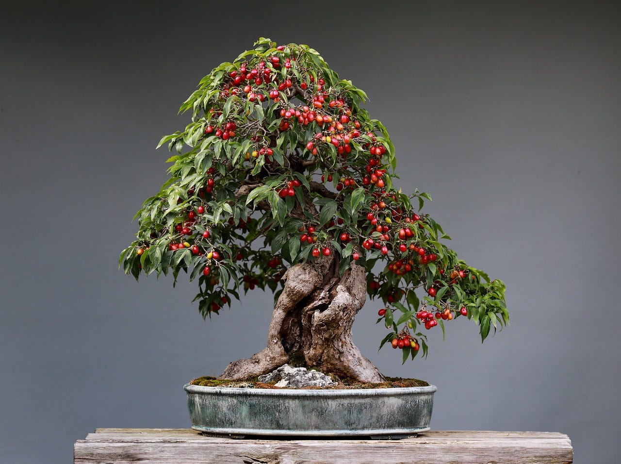 Best Fruit Bonsai Trees - Grow Mini Fruit Trees! | by emma life | Medium
