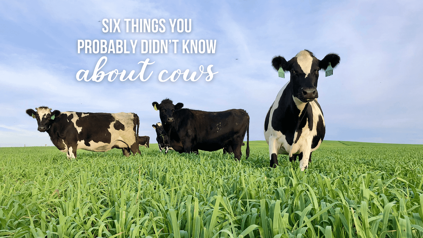 The Benefits of Rotational Grazing by Hart Dairy Creamery Medium