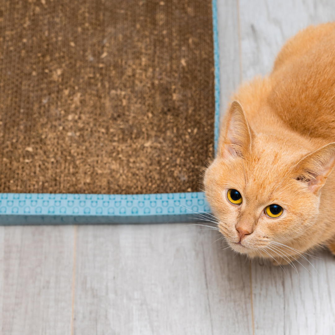 How to Introduce a Smart Cat Litter Box to Your Cats A StepbyStep