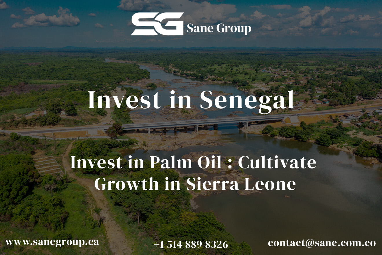 Investing in Palm Oil in Sierra Leone: A Lucrative and Sustainable ...