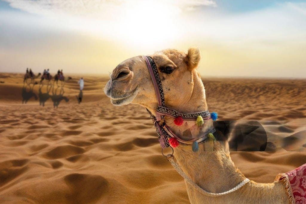 Overnight Desert Safari Dubai Is It Worth the Price? by Arabian