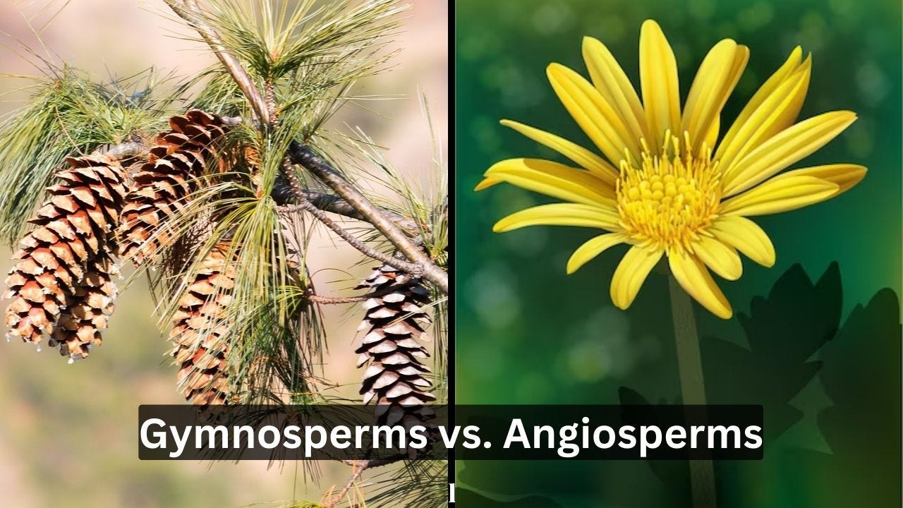 gymnosperm cone male vs female