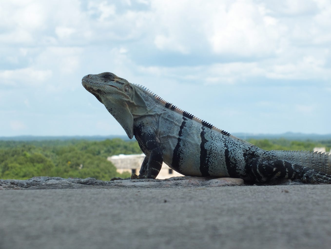 Binding Adapters with Kotlin Part 1 by Aidan Mcwilliams AndroidPub