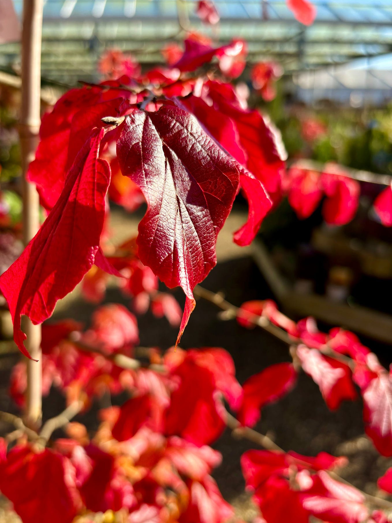 Shimizuen. Sighting the growth of moss in the pot… by Howard