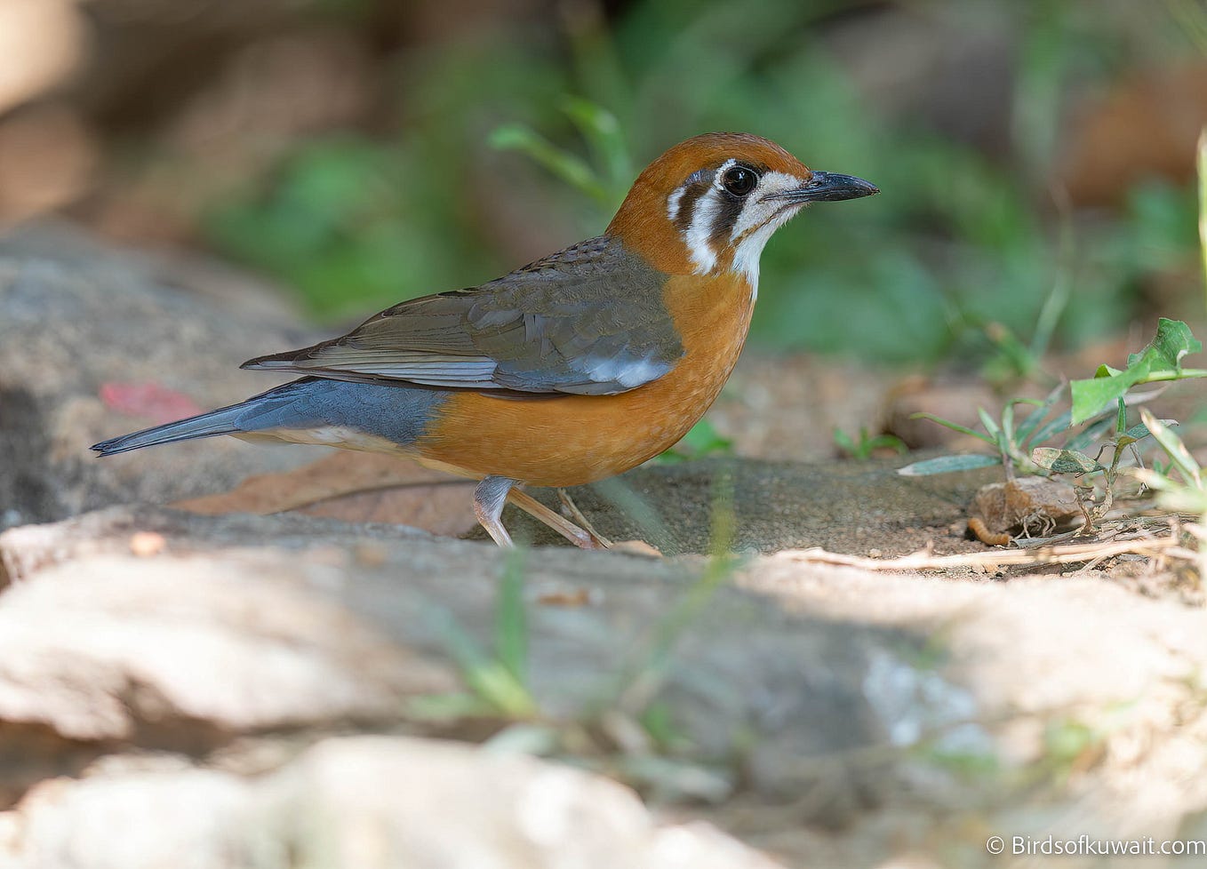 Understanding the dispose Method in Flutter by Javeed Ishaq Medium