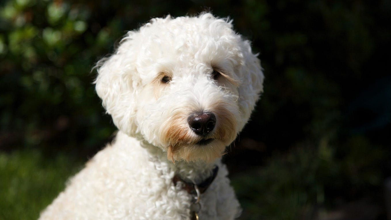 Why Are Labradoodles Good Family Dogs? | by Hidden Springs Labradoodles ...