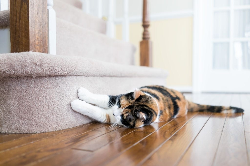 How To Stop Cats From Jumping On Counters? ICanMeow Medium