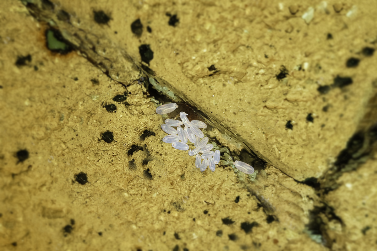 REPEL BED BUG INSECT USING SCENTED OIL by Jaysonrebojo Oct, 2024