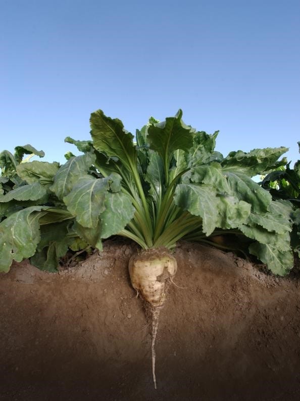 5 Things To Know About Sugar Beets