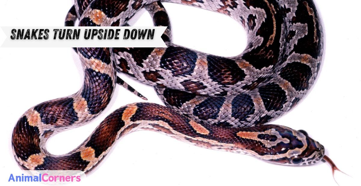 How Fast Can a Mountain Lion Run? by Animal Corners Jul, 2024 Medium