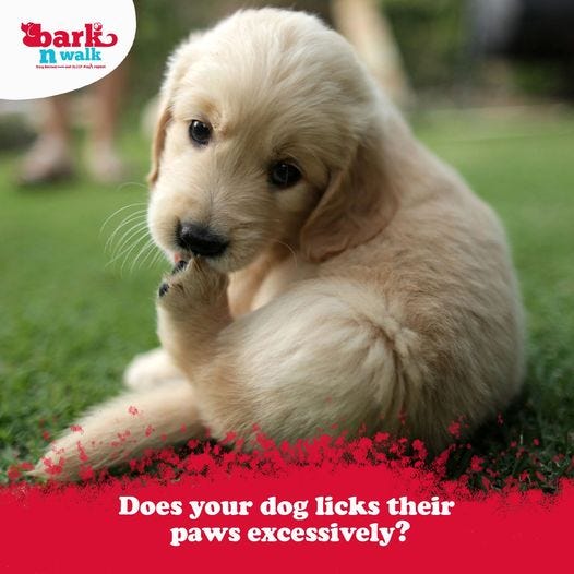 dog kennels in delhi barkn walk Medium