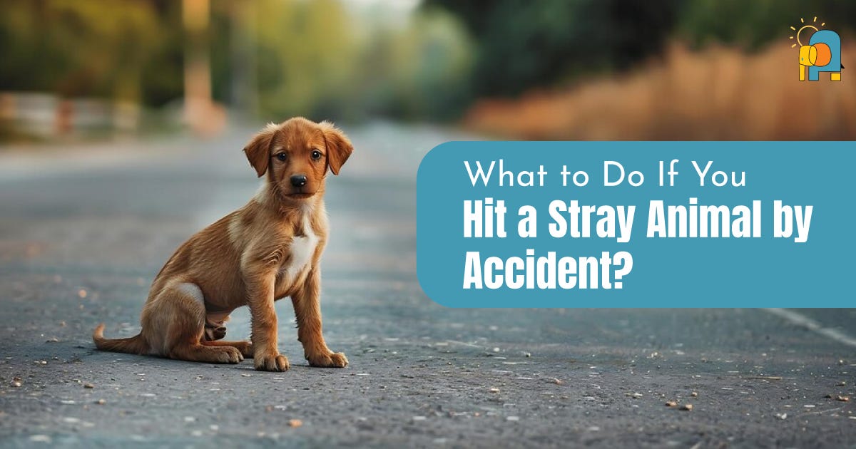 How a Single Clove of Garlic Can Help Keep Stray Dogs TickFree by