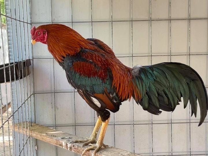 Fighting Rooster For Sale