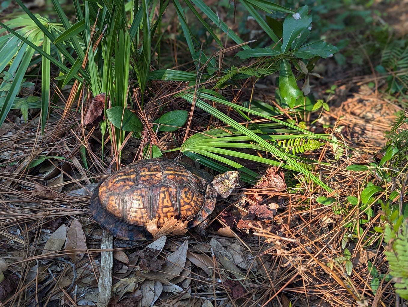 I'm curious, do you have a credit card you can use? Lily Boyer Medium