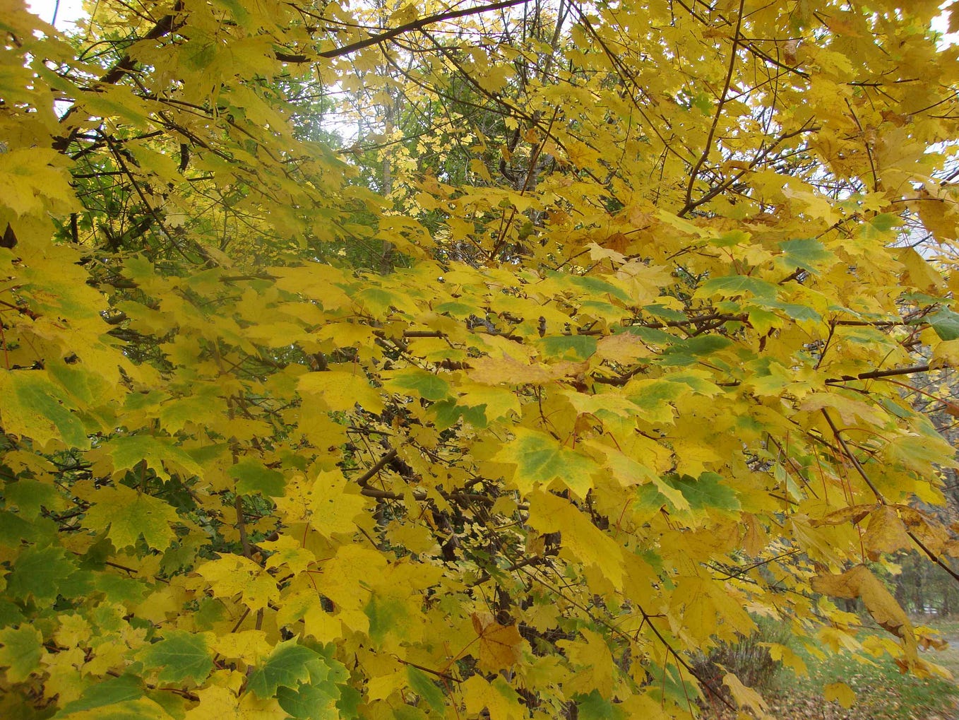 That entire area was such a pleasant surprise. Krasi Shapkarova Medium