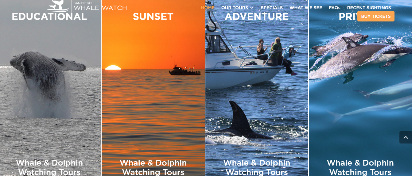 Investigating San Diego by Boat: Dolphin Watching, Whale watching ...