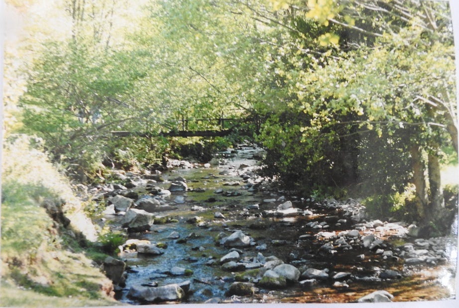 Stream with trees either side