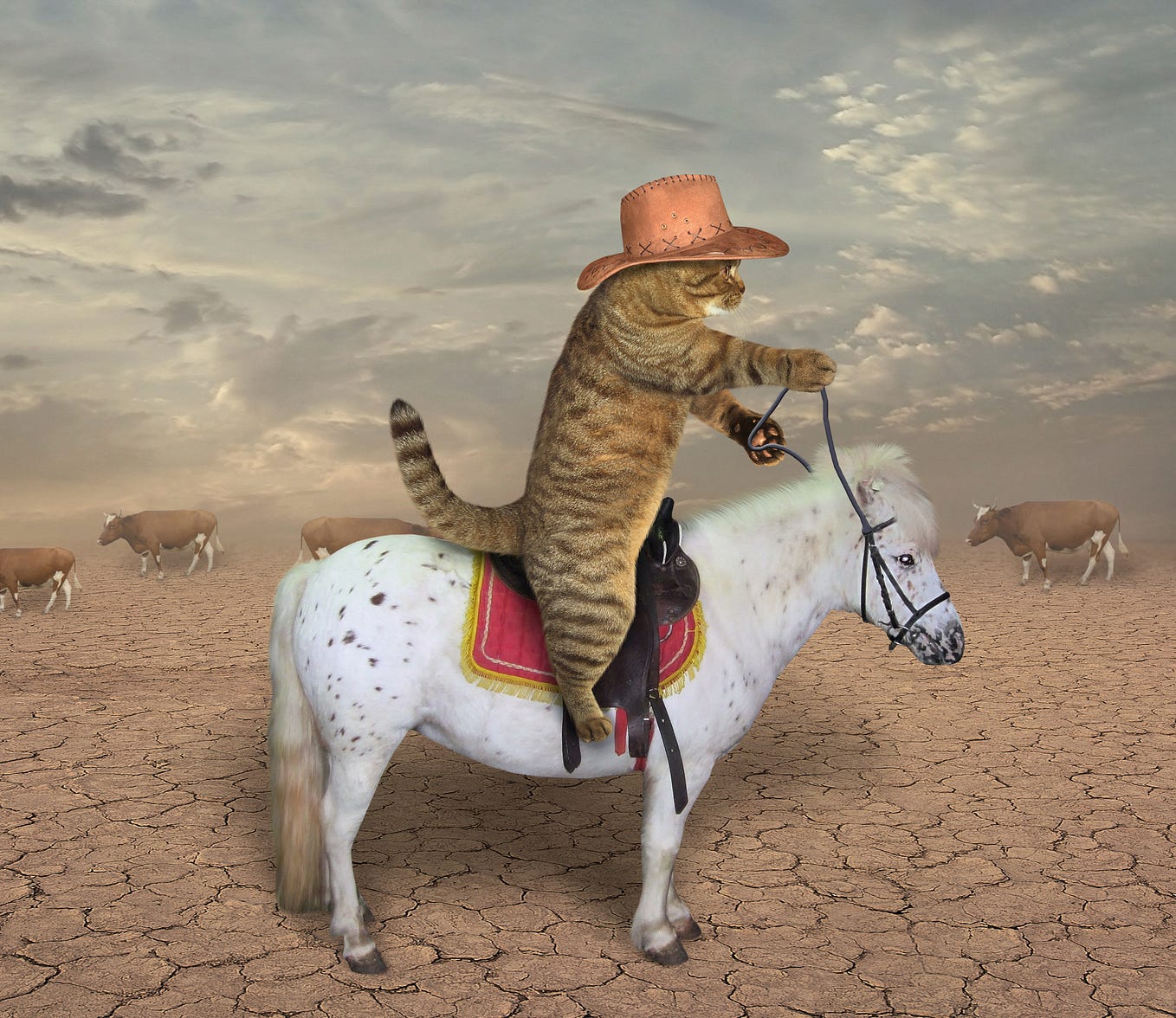 Click Here for Sexy Crypto Trump TikTok Nazi Kitties