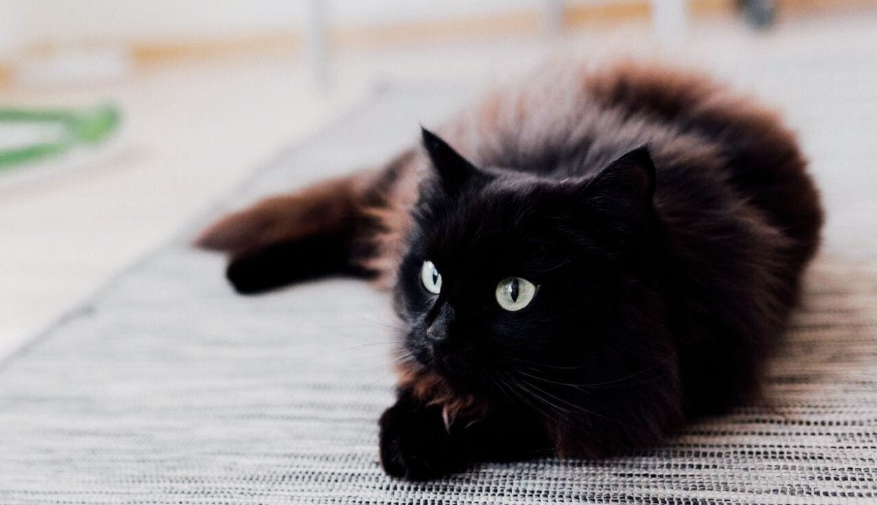 Do Cats Get Hiccups: Surprising Facts Every Owner Should Know