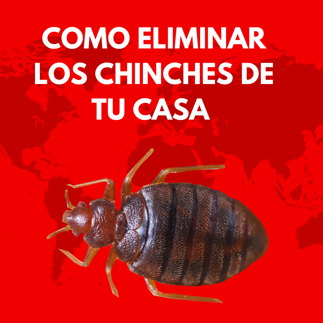 ¿Cuál es el insecticida más efectivo contra las chinches? | by ...