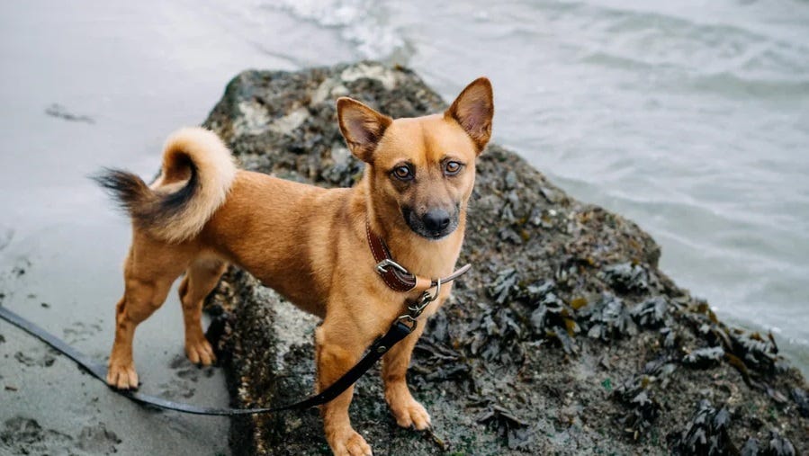 In What Ways Do Cats Use Their Eyes to Communicate with Humans? by