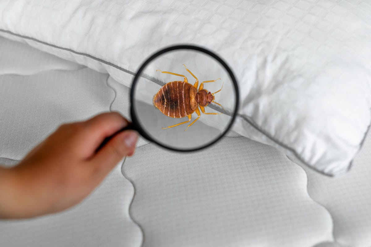 Effective Bed Bug Control Strategies for Homes in Ahmedabad by Commercial Pest Control