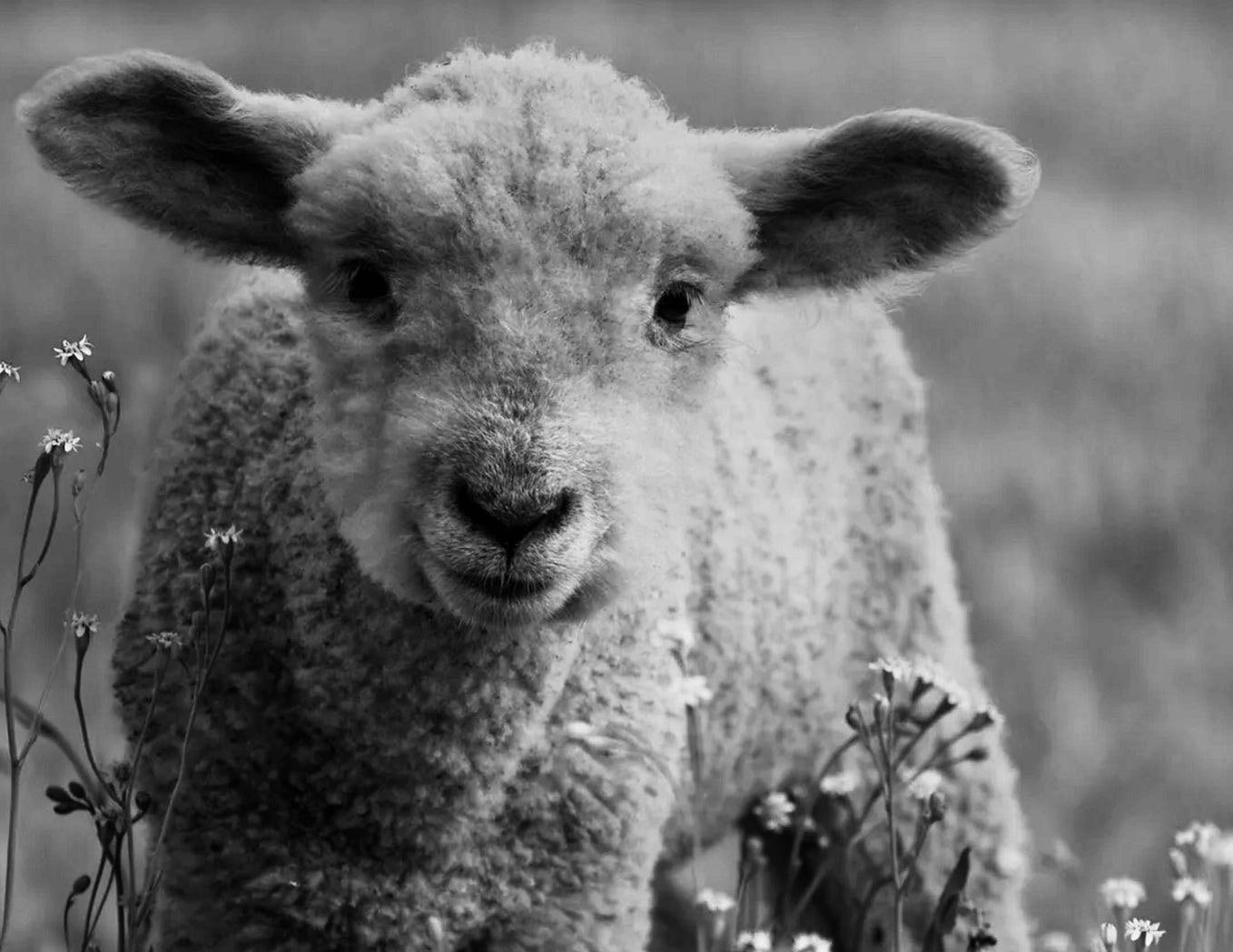 The Hollow Pursuit How Greed and Narcissism Make Life Spiritually