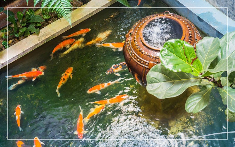 How to Fix Leaks in Your Pond and Keep Your Fish Safe | by Latoyasaum