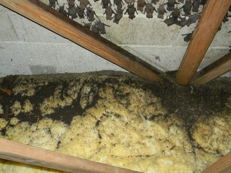 How Do Bats Behave?. Typical Florida Bat Behavior (before or… by Bat Removal Experts Medium