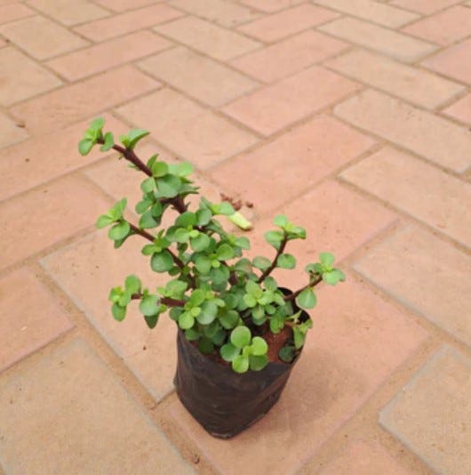 Top Places to Buy Plants in Bangalore Best Online Flower Nursery