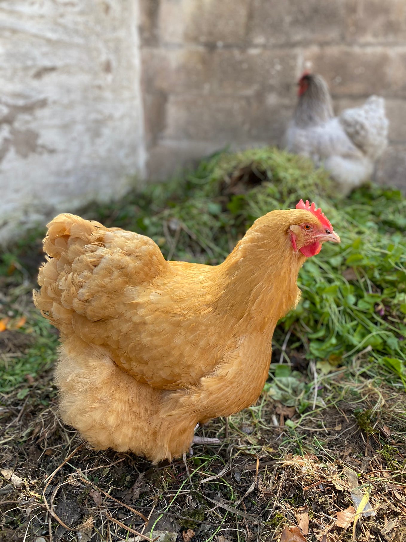 Do chickens attract rats? Backyard Chickens Medium