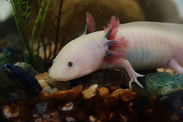 Axolotls- The masters of regeneration in the animal kingdom