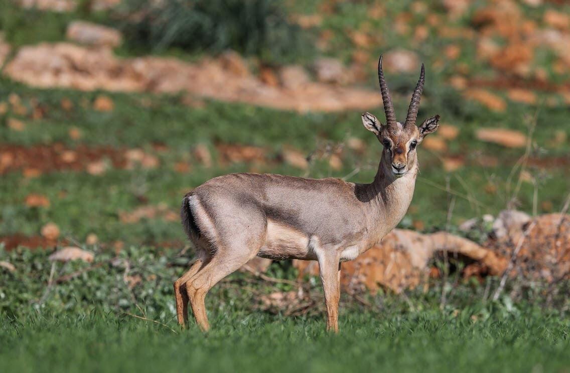 The Mountain Gazelle of Turkey: from a symbol of Mesopotamian civilization to hope for protection…