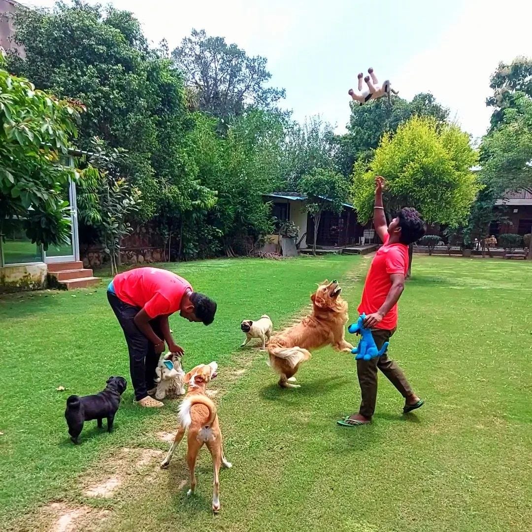 Groom your Dog with best facilities in Gurgaon by