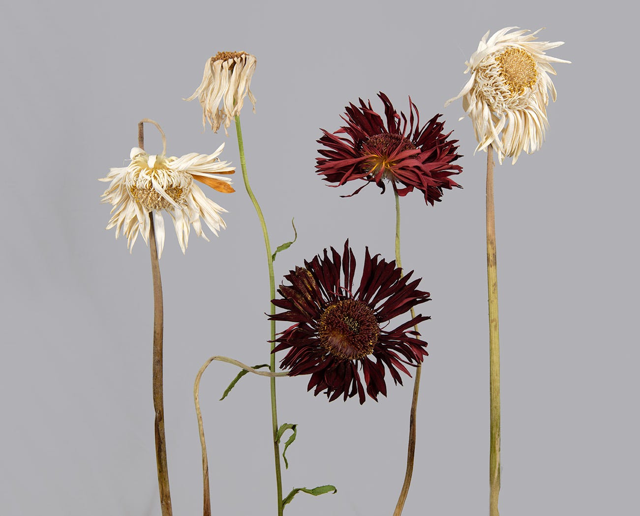 Dried roses with stems -  Singapore